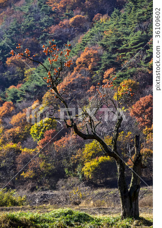 Seosan Baewonsa Temple, Seosan City, Chungnam Seosan Baewonsa Temple, Seosan City, Chungnam 36109602