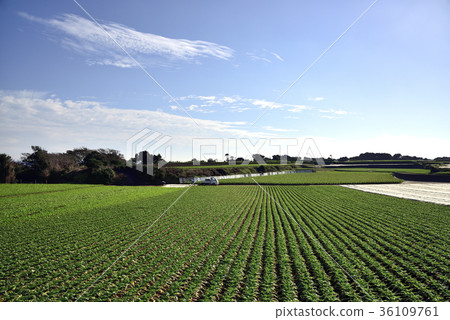 Miura Daikon Field 36109761