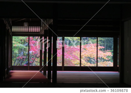 京都天shu的秋葉 36109878