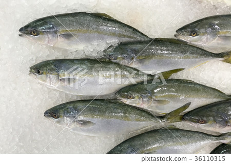 Hamachi fish in the ice for cooking. Hamachi fish in the ice for cooking. 36110315