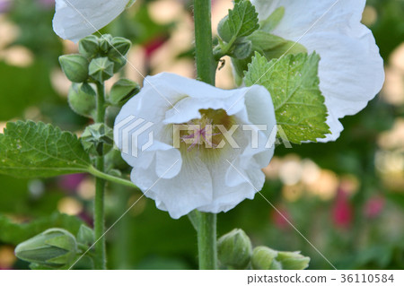 Malva flower white color 36110584