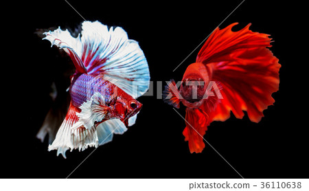 two siamese fighting fish on black background 36110638