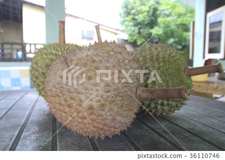 Fresh durian. King of fruit From the garden 36110746