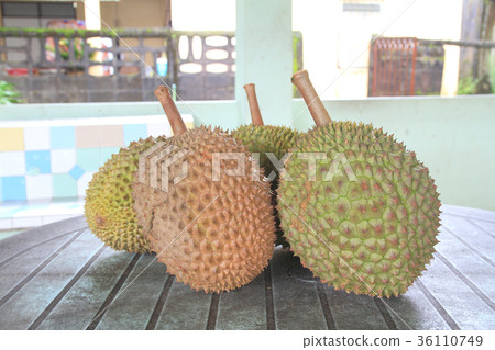 Fresh durian. King of fruit From the garden 36110749