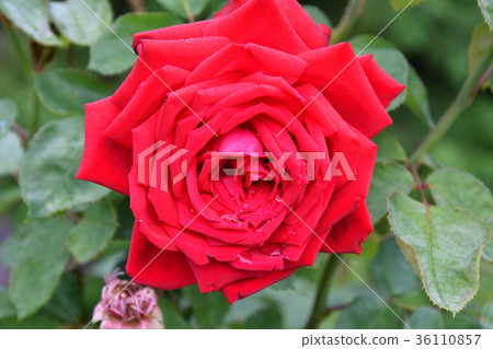 Rose red after the rain 36110857