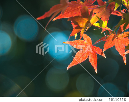 明亮的秋葉 明亮的秋葉 36110858