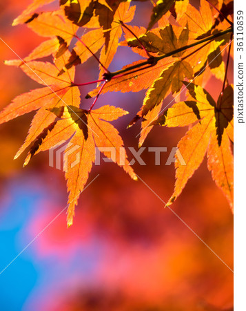 Bright autumn leaves Bright autumn leaves 36110859