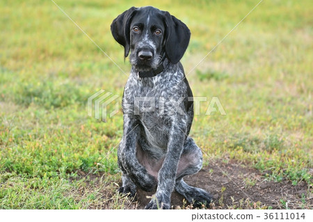 Hunting Dog Breed German Wirehaired Pointer Stock Photo