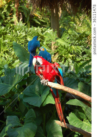 Colorful life bird Colorful life bird 36111478