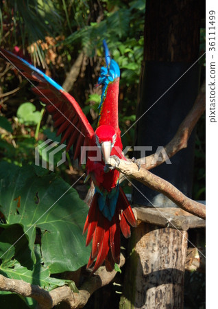 彩色人生鳥 36111499