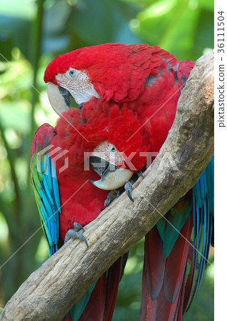 Colorful life bird Colorful life bird 36111504