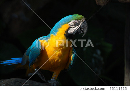 彩色人生鳥 彩色人生鳥 36111513