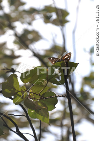 Moth on the tree 36111528