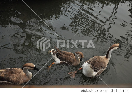 鵝划水 36111534