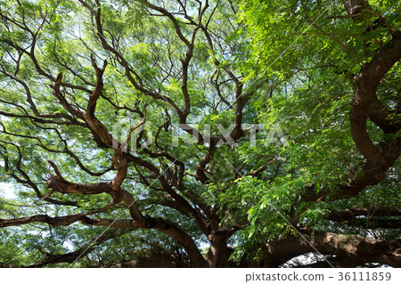 Green tree leaf and twig with sun light ray shade. Green tree leaf and twig with sun light ray shade. 36111859