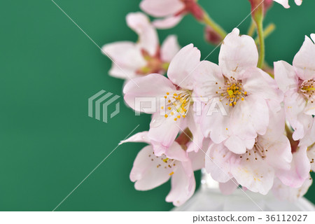 Cherry Blossoms	 36112027