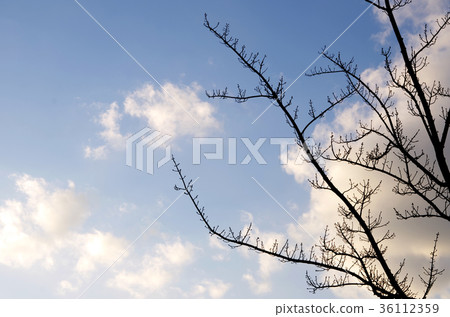 Clouds and trees in the autumn sky Clouds and trees in the autumn sky 36112359