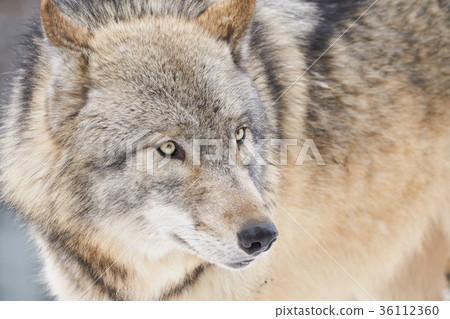 Shinrin wolf face Shinrin wolf face 36112360