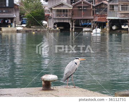 蘆屋和蒼鷺 蘆屋和蒼鷺 36112731