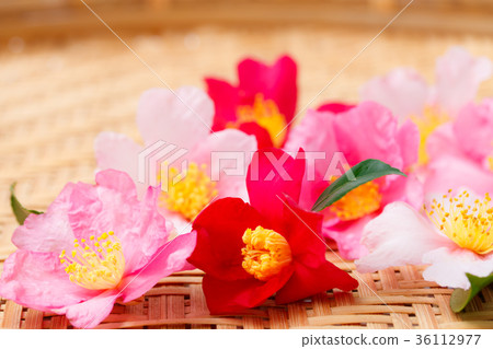 Yamacha flower variety 36112977