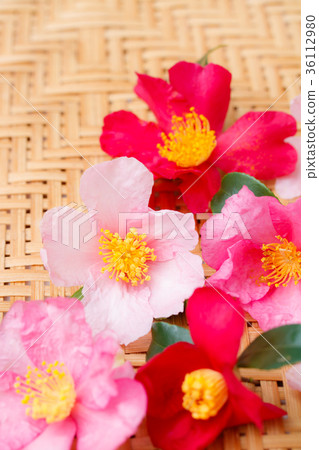 Yamacha flower variety Yamacha flower variety 36112980