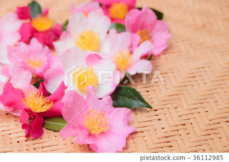 Yamacha flower variety 36112985