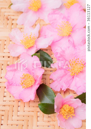 山茶花,兩個粉紅色的紅色 山茶花,兩個粉紅色的紅色 36113127