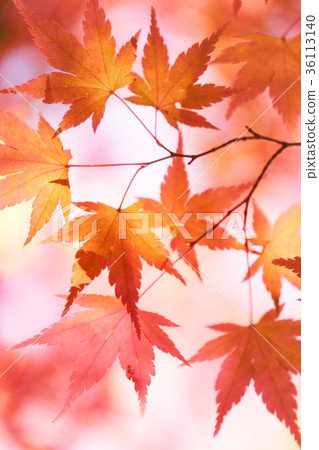 秋天的樹葉 36113140