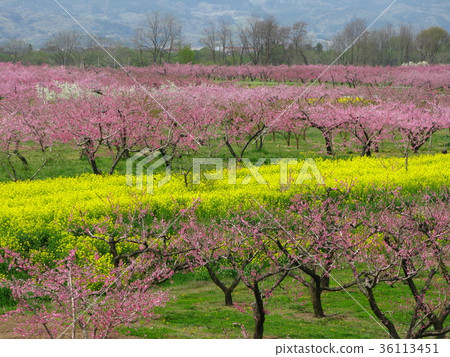  Peach blossoms 36113451