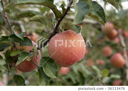 Apple tree Apple tree 36113476