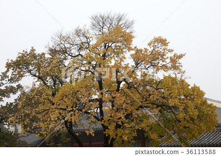 首爾鐘路區景福宮 首爾鐘路區景福宮 36113588