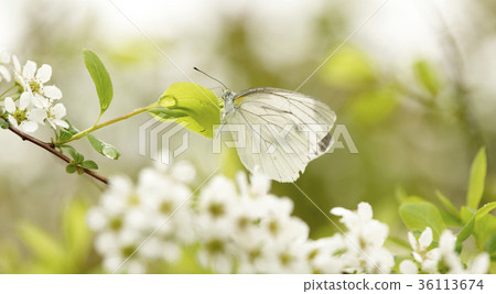 Cabbage whiskers 36113674