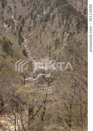 江原道仁濟縣 江原道仁濟縣 36113688