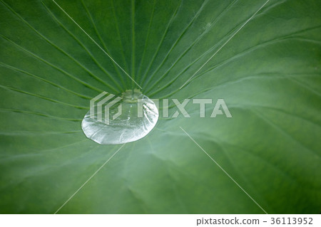 A lotus leaf A lotus leaf 36113952