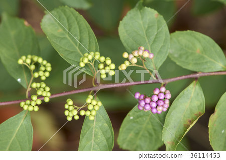 A little harpoon tree A little harpoon tree 36114453