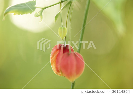 Abutilon 36114864