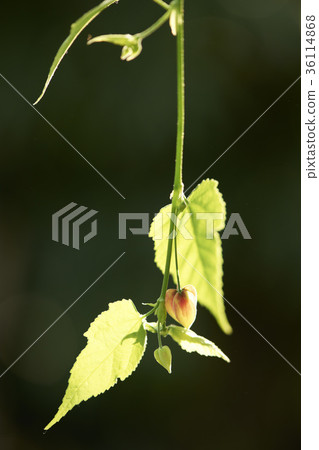 Abutilon 36114868
