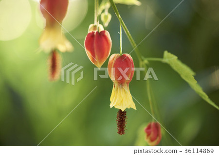 Abutilon 36114869
