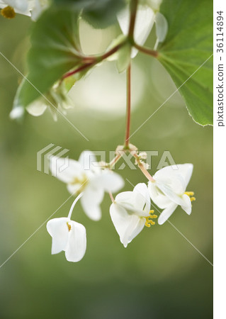 begonia begonia 36114894