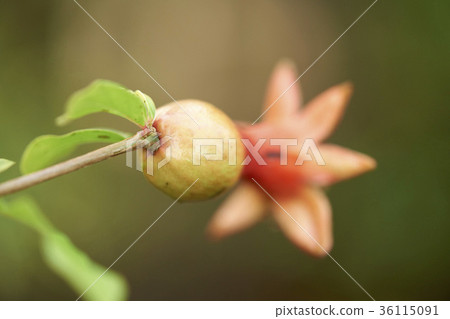 Pomegranate Pomegranate 36115091