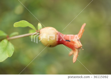 Pomegranate 36115092