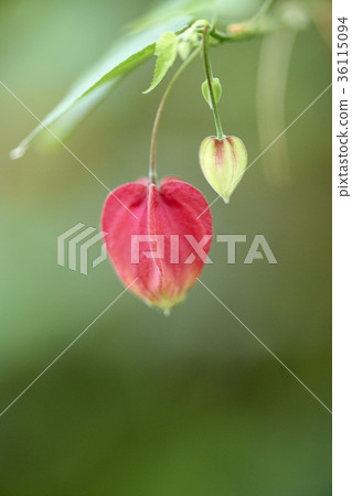 Abutilon 36115094