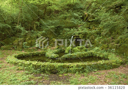 濟州島珍島自然休閒森林 濟州島珍島自然休閒森林 36115820
