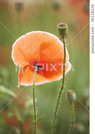 poppy 36116226