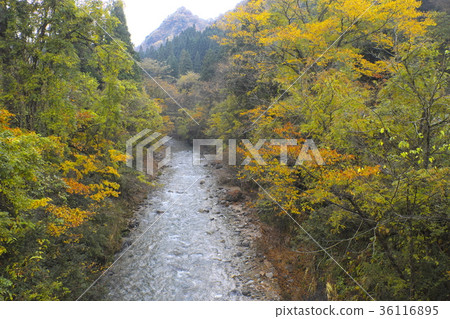 Autumn leaves of Nojima River in Yao-cho, Toyama City Autumn leaves of Nojima River in Yao-cho, Toyama City 36116895