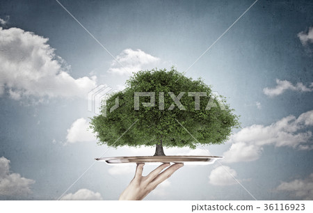 Green life on tray Green life on tray 36116923
