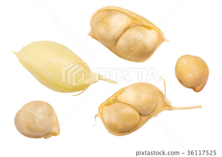 Kabuli chickpea C. arietinum, top, paths 36117525