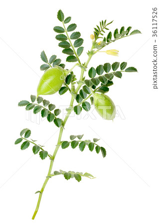 Kabuli chickpea C. arietinum, plant, paths 36117526