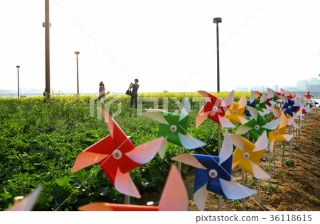 Hangang Park, Banpo, Seoul, Pinwheel, Rape flowers Hangang Park, Banpo, Seoul, Pinwheel, Rape flowers 36118615