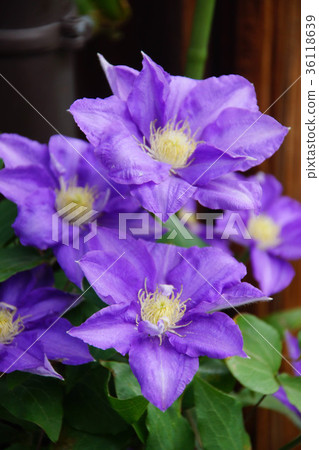 Clematis Clematis 36118639